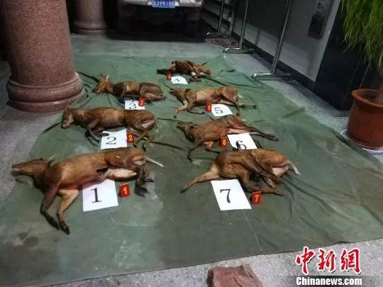 资料图:被查获的7只黄麂死体。 景谷县森林公安局供图