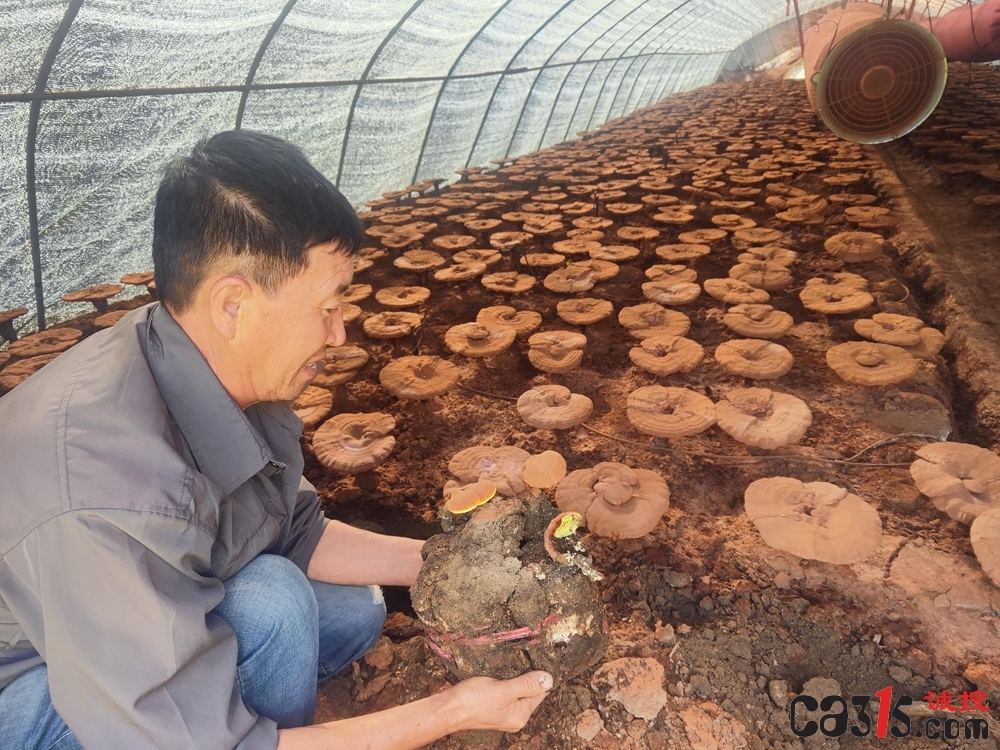 吉林网红“东北兄弟”直播卖假灵芝孢子粉被查 13家种植户联名举报